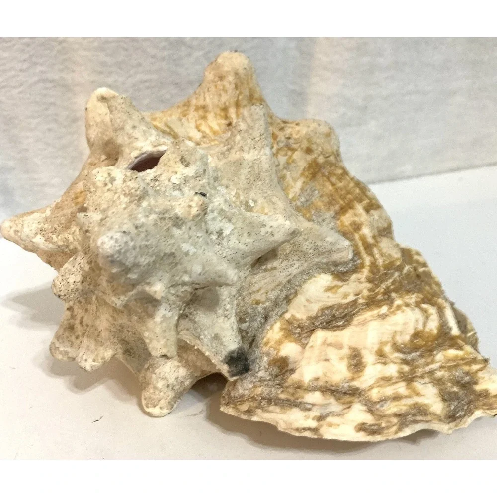 Large Queen Conch Shell Pink Horned Seashell 9
